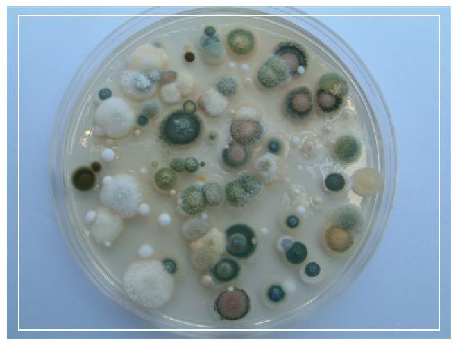 Air Sampling Petri Dish Fungus 