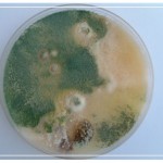 Air Sampling Petri Dish Fungus
