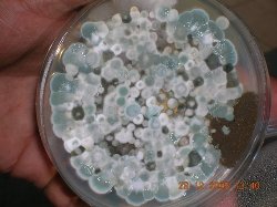 high level growth of micro organism in Petri plate