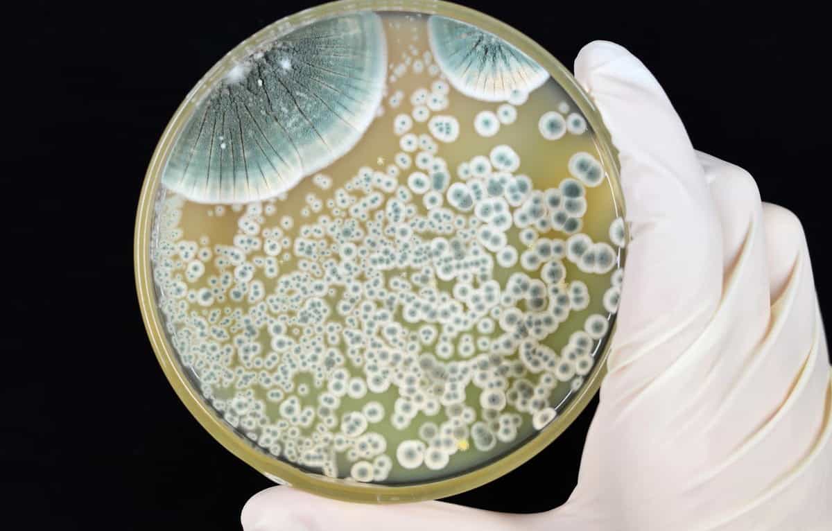 Mold Bacteria Remediation by Professionals - Aegis Asia